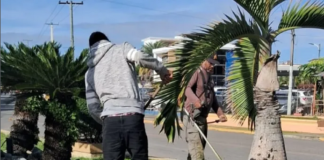 Alcaldía de Moca intensifica operativos de limpieza y ornato en toda la ciudad