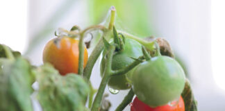 ¿Cuáles son los beneficios del tomate y por qué incluirlo en la alimentación?